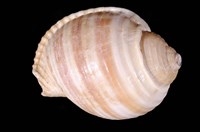 藏品(褐帶鶉螺)的圖片